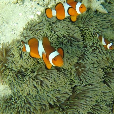 Bidara Cottage Labuhan Pandan Dış mekan fotoğraf